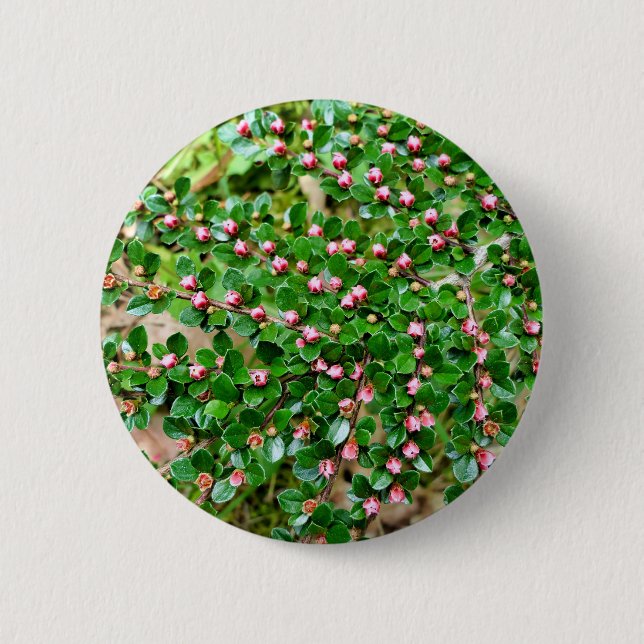 Abzeichen Cotonou-Osterwaalis Button (Vorderseite)