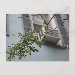 "AC-BLÄTTER" POSTKARTE (KOLLEKTIERBAR)