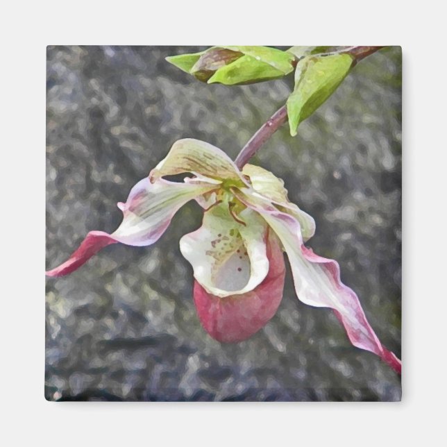 AC- Lady Slipper Orchid Magnet (Vorne)