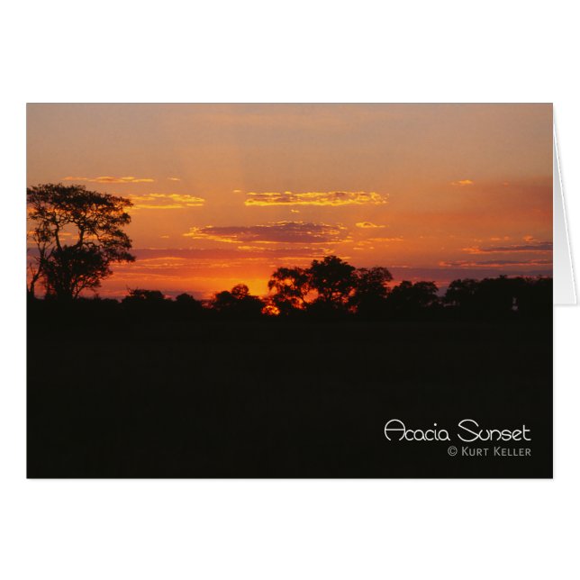 Acacia Sunset (Vorderseite (Horizontal))
