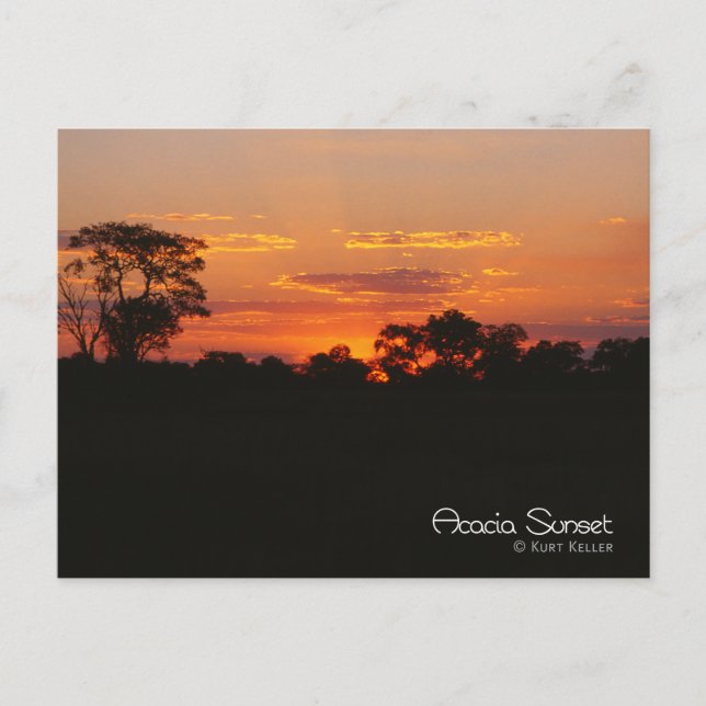 Acacia Sunset Postkarte (Vorderseite)