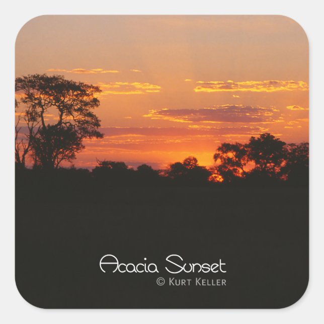 Acacia Sunset Quadratischer Aufkleber (Vorderseite)