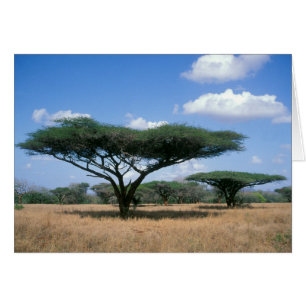 Acacia tortilis (Acacia tortilis), Mkuze