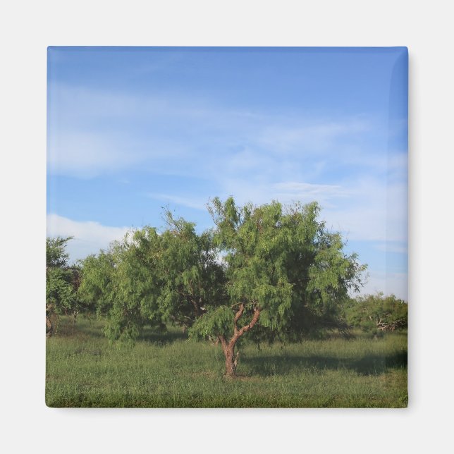 Acacia Tree Magnet (Vorne)