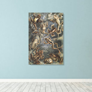 Academia Noire Haeckel Impression Vintage Grenouil