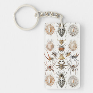 Academia Noire Haeckel Vintage Araignée Symétrie A