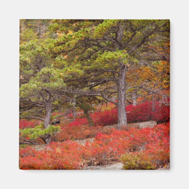 Acadia National Park, Maine Magnet (Vorne)