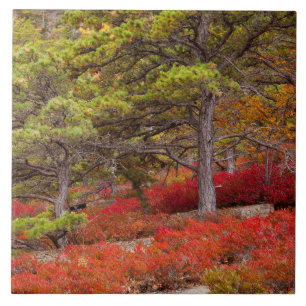 Acadia-Nationalpark, Maine Fliese