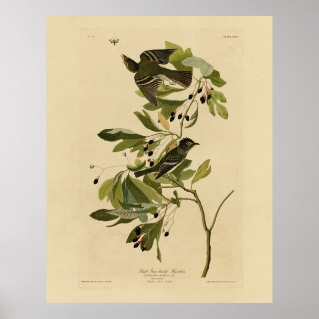 Acadian Flycatcher von Audubons Vögeln von Amerika Poster (Vorne)