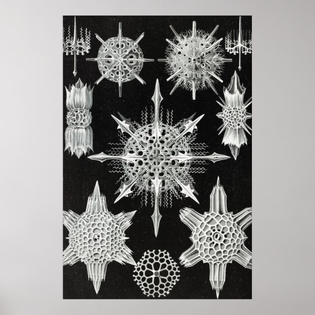 Acanthophracta, Wunderstrahlinge Aquatic Animal Poster (Vorne)