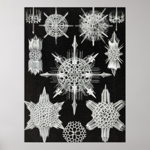 Acanthophracta, Wunderstrahlinge Aquatic Animal Poster