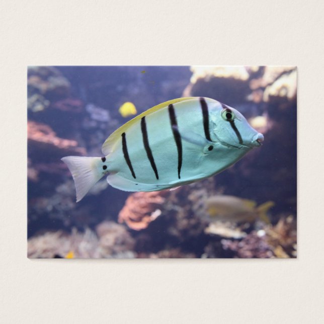 Acanthurus triostegus (Vorderseite)