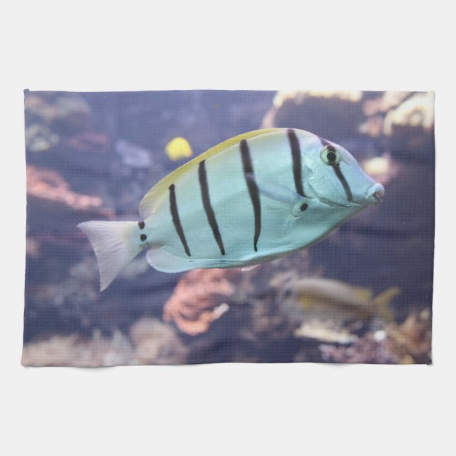 Acanthurus triostegus küchentuch (Horizontal)