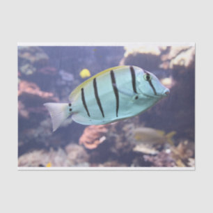 Acanthurus triostegus seidenpapier