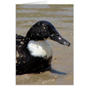 Accélérer le canard