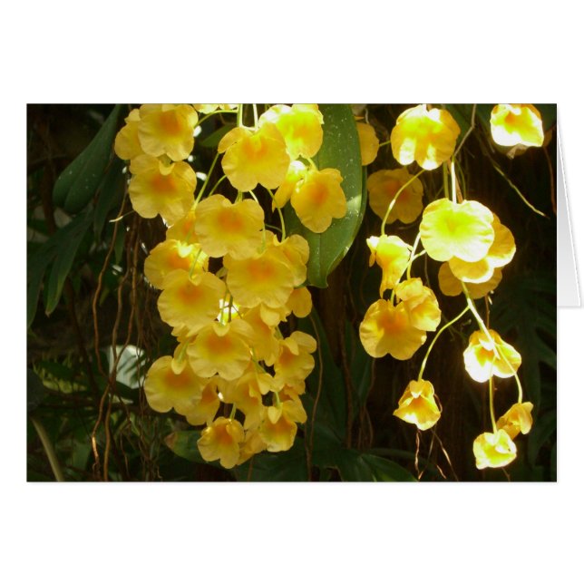 Accrocher les orchidées jaunes Fleurs tropicales (Devant horizontal)