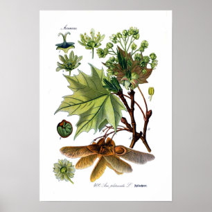 Acer platanoides (Norwegen-Ahorn) Poster