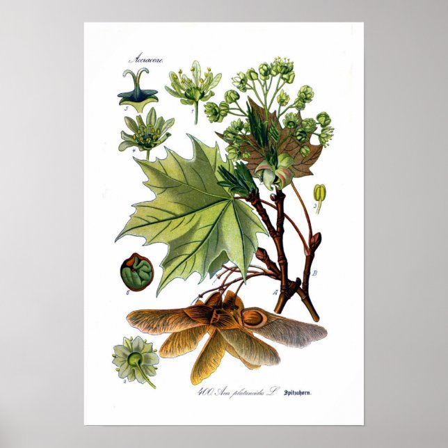 Acer platanoides (Norwegischer Ahorn) Poster (Vorne)