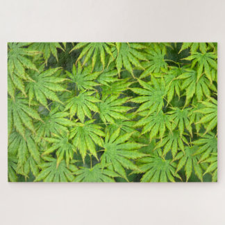 Acer Shirasawanum Palmatifolium Japanischer Ahorn
