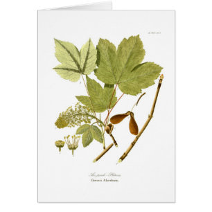 Acerc$pseudo-platanus