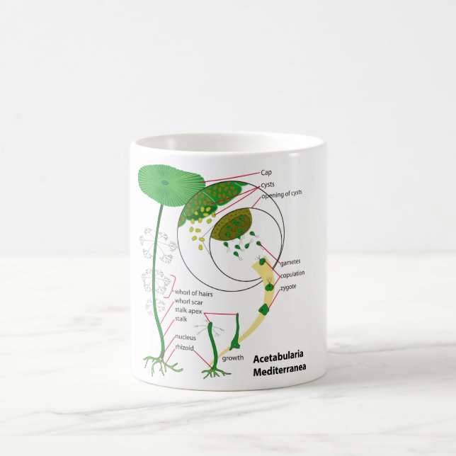 Acetabularia Mediterranea Lebenszyklus-Diagramm Kaffeetasse (Mittel)