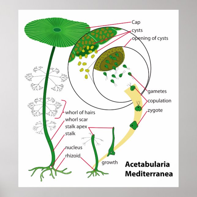 Acetabularia Mediterranea Lebenszyklus-Diagramm Poster (Vorne)