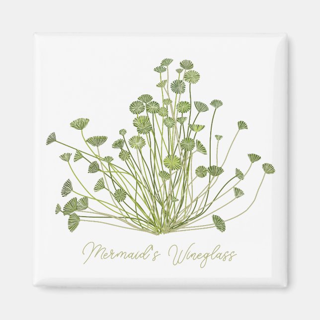 Acetabularia Seaweed Art Square Magnet (Vorne)