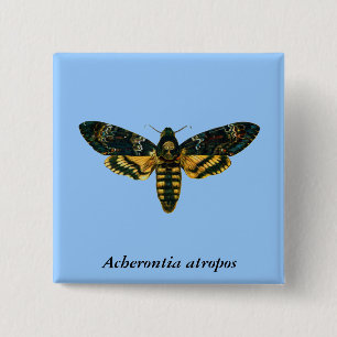 Acherontia atropos (Totenkopfschwärmer) Button