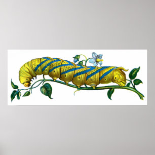 Acherontia-Raupe Poster