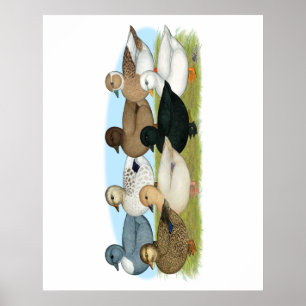 Acht Call Ducks Poster