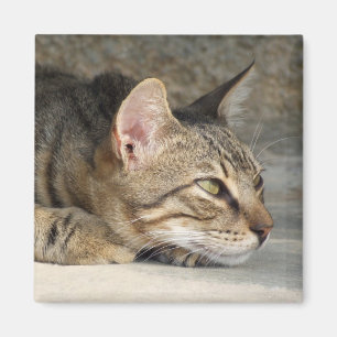 Achtsamer Cat Magnet