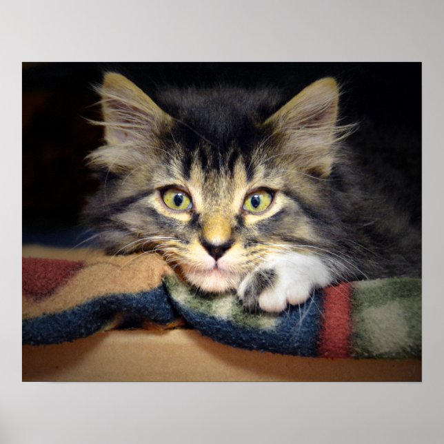Achtsamer Tabby Kitten Poster (Vorne)