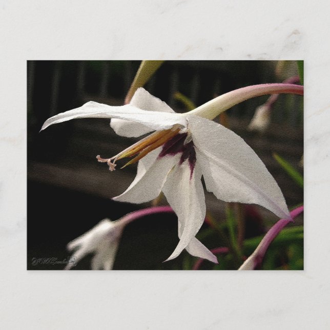 Acidanthera or Peacock Gladiolus Postkarte (Vorderseite)