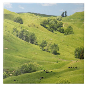 Ackerland in der Nähe von Gisborne, Neuseeland Fliese