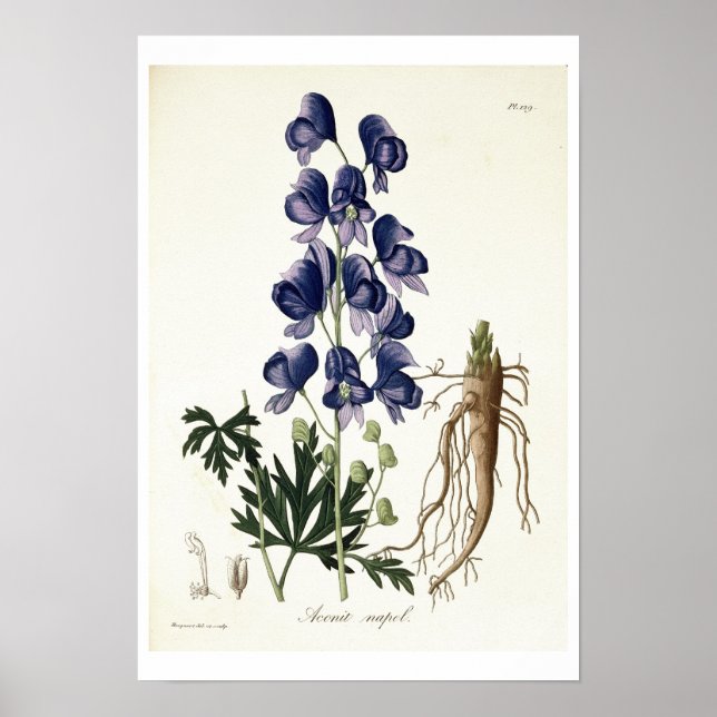 Aconitum Napellus von der "Phytographie Medicale"  Poster (Vorne)