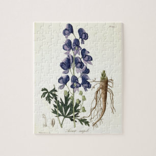 Aconitum Napellus von "Phytographie Medicale"