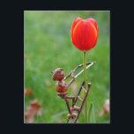 Acorn elf als Tulpengärtner Postkarte<br><div class="desc">Acorn Elf als Tulpengärtner - Blume Frühjahrskarte - lustige Postkreuzung Postkarte</div>