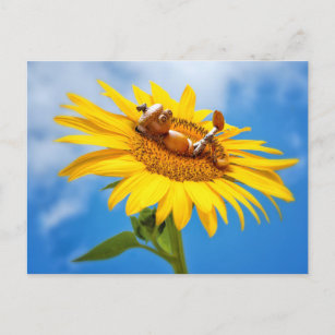 Acorn elf auf der Sonnenblume - Sommerpostkarte Postkarte