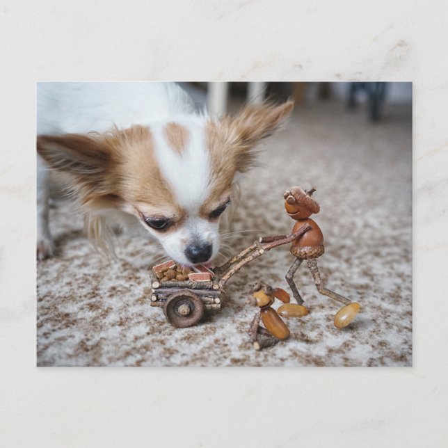 Acorn elf fütternd Chihuahua Postkarte (Vorderseite)
