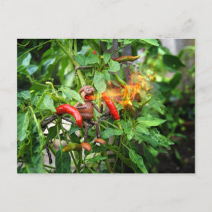 Acorn Elf hat gerade einen würzigen Chili Pfeffer  Postkarte