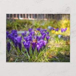 Acorn Elf mit lila Krokus-Blume Frühjahr Postwagen Postkarte
