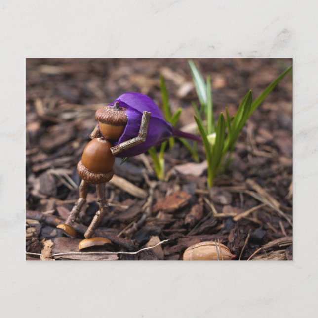 Acorn elf Überprüfung der Frühling-Blume Postkarte (Vorderseite)
