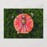 Acorn Elves wie Leonardo auf dem Pilz