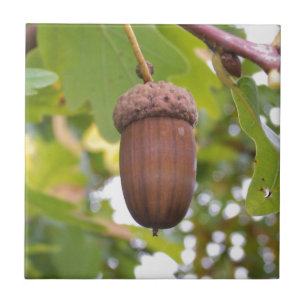 Acorn in einem Eichenbaum Fliese
