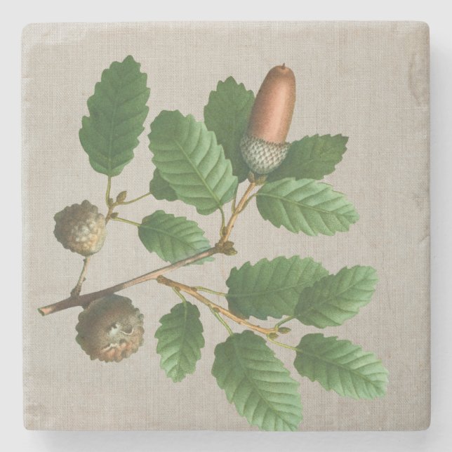 Acorn Oak Blätter Steinuntersetzer (Vorderseite)