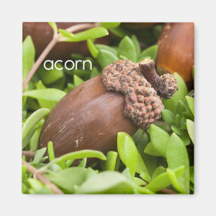 Acorn Réfrigérateur Magnet