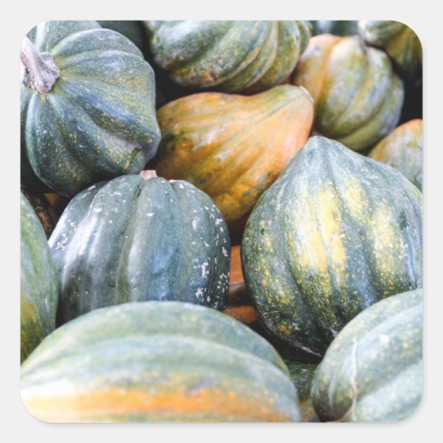 Acorn Squash Quadratischer Aufkleber (Vorderseite)