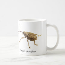 Acorn Weevil Mug