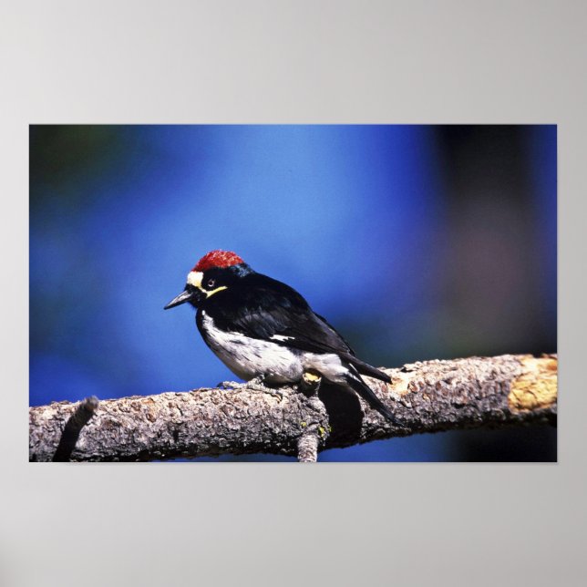 Acorn Woodpecker Poster (Vorne)
