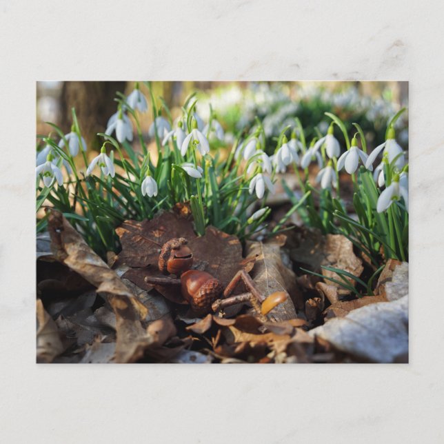 Acornelf mit Frühlingsschneefällen Blume Postkarte (Vorderseite)
